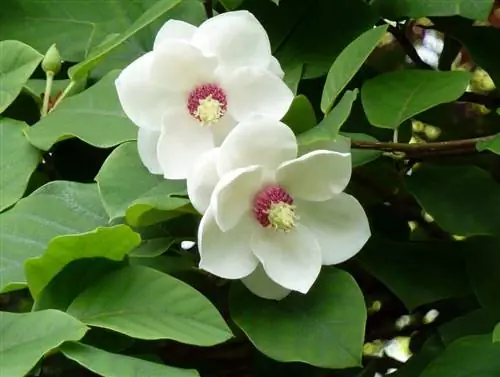 Magnolia sieboldii - большое дерево с белыми цветами.
