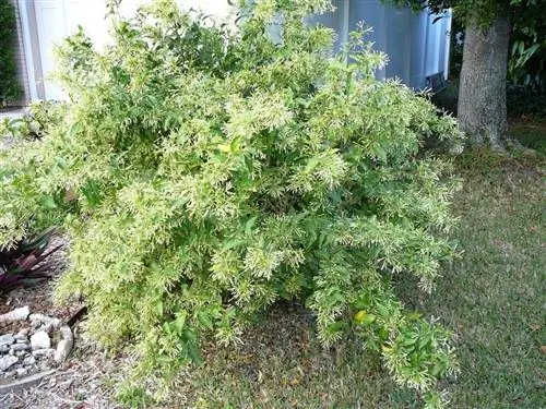 Леди ночи - вечнозеленый кустарник