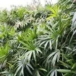 Вид на Raphis excelsa
