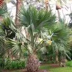 Sabal maritima - медленнорастущая пальма.