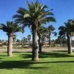 Jubaea chilensis устойчива к морозам