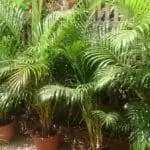 Пальма Dypsis lutescens комнатная