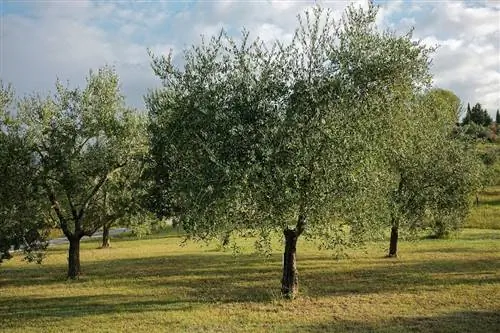 Болезни оливкового дерева: желтый лист