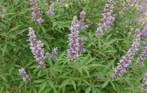 Vitex agnus castus - дерево с голубыми цветами. Vitex agnus castus - дерево с голубыми цветами.