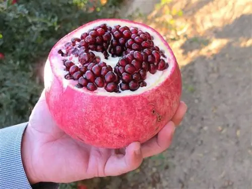 выращивание граната