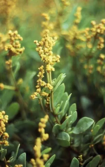 Портулак приморский - лекарственное растение