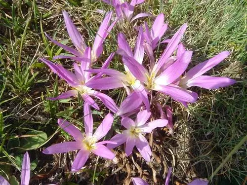 Colchicum montanum - это луковичное растение.