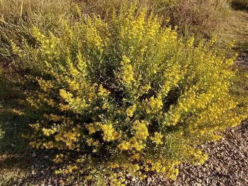 Оливковая роща - это кустарник, который цветет осенью.