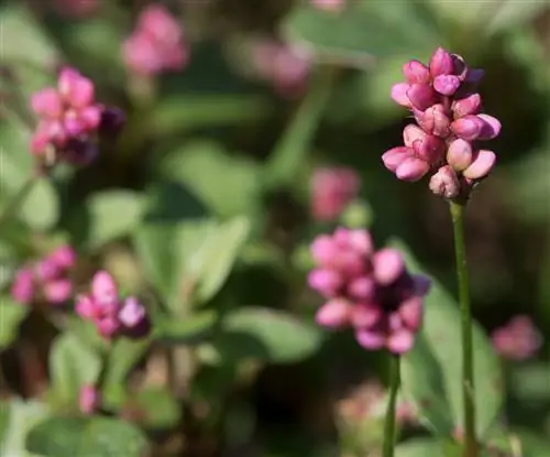 Persicaria maculosa имеет розовые цветки.