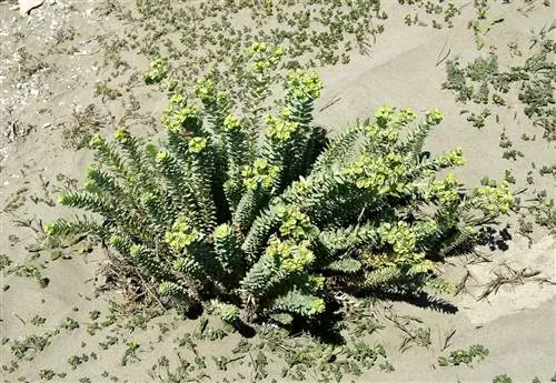 Морской молочай - небольшая трава