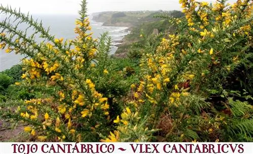 Дрок - осеннецветущий кустарник