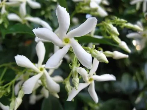 Цветки Trachelospermum jasminoides Цветки Trachelospermum jasminoides
