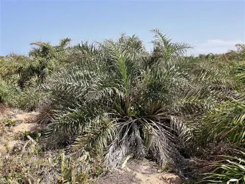 Allagoptera arenaria представляет собой небольшую пальму с перистым листом.