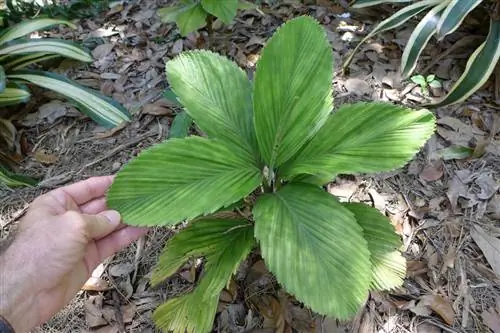 Хамедорея тюркемии
