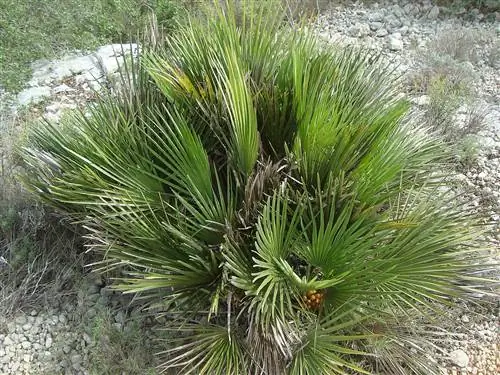 Сердце пальмы - маленькая пальма