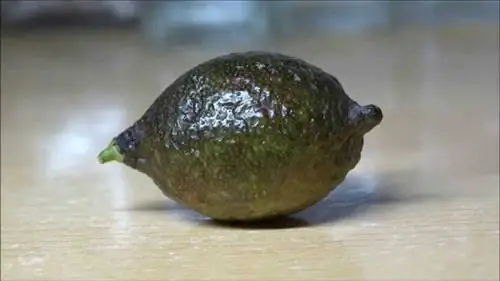 Лимонная икра: Что это такое, характеристики и выращивание