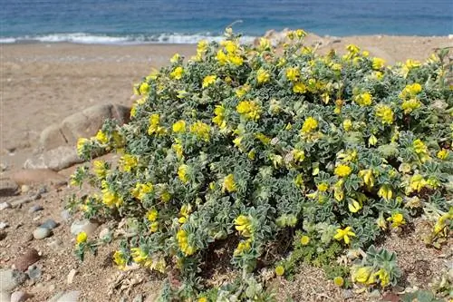 Медикаго морское - многолетнее травянистое растение.