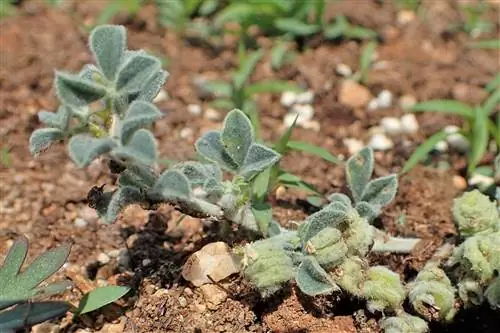 Медицина морская - многолетнее растение.