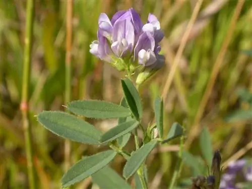 Люцерна отличается от морской медицины