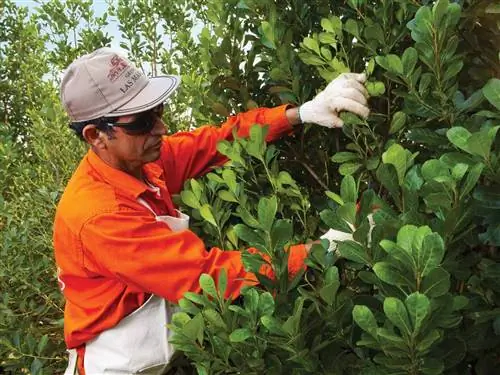 плантация йерба мате