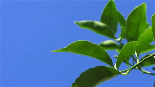 лимонное дерево