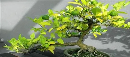 лимонное дерево бонсай