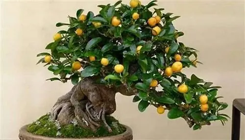 Как сделать бонсай из лимонного дерева