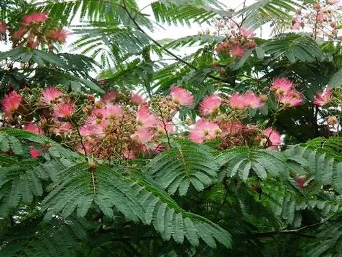 Albizia julibrissin - листопадное дерево.