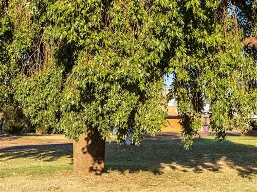 Брахихитон быстро растет и выдерживает засуху