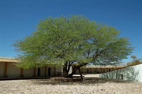 Чилийское рожковое дерево - быстрорастущее дерево.