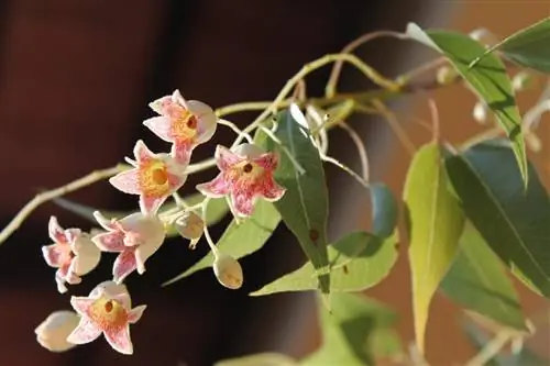 Быстрорастущие деревья и мало воды