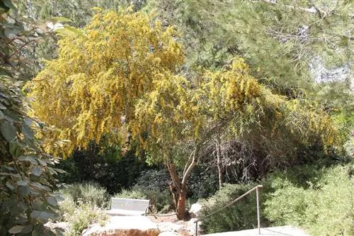 Acacia retinodes - это дерево, которому нужно мало воды.