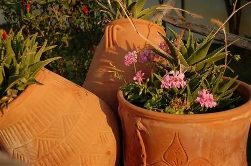 Глиняные банки с растениями - один из любимых декоративных элементов садоводов.