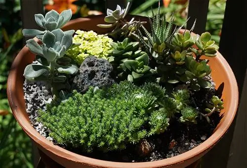 Какие растения посадить в глиняные банки