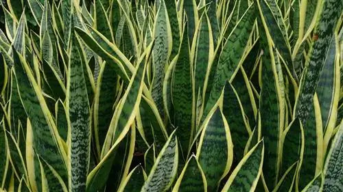 Sansevieria trifasciata laurentii - суккулентное растение.