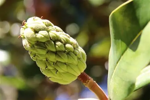 Плод магнолии представляет собой соплодие.