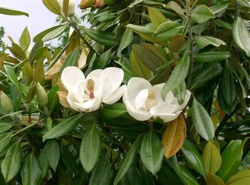 Магнолия крупноцветковая (Magnolia grandiflora)