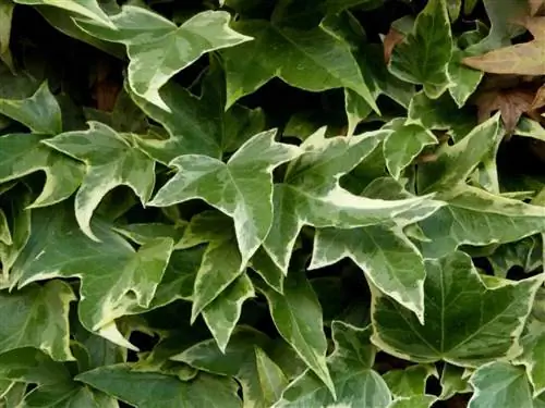 Плющ - многолетний альпинист