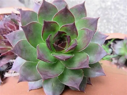 Sempervivum - это тупица, которая хочет тени