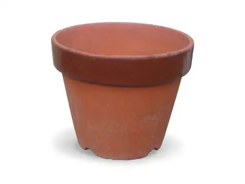 Бугенвилии нужен большой горшок.