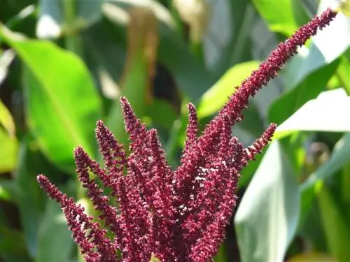 Amaranthus cruentus имеет красные цветы