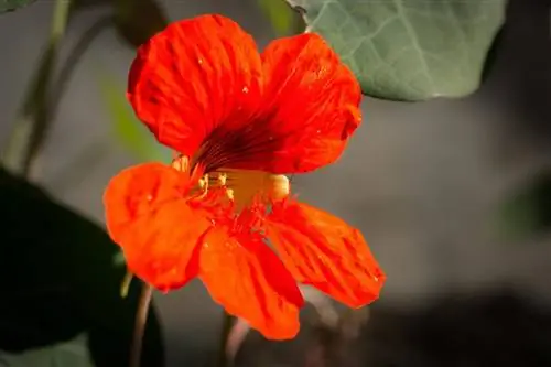 Настурция - однолетнее растение