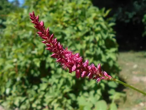 Персикария - растение с сиреневыми цветками.