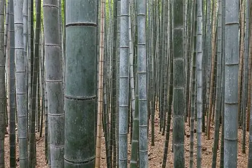 как размножить бамбук