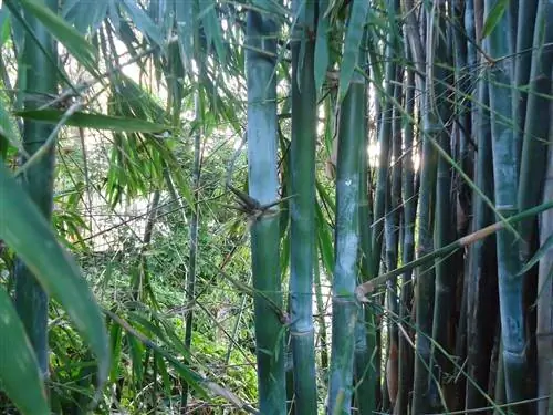 как размножить легкий бамбук в домашних условиях