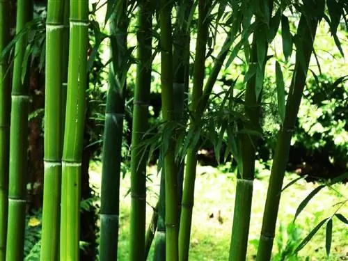 Как размножить бамбук