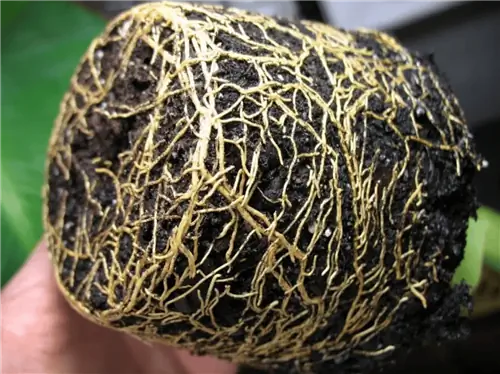 Корни водяной палочки не выдерживают избытка воды