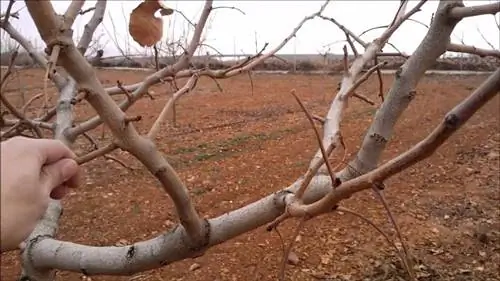 как проводится обрезка фисташки