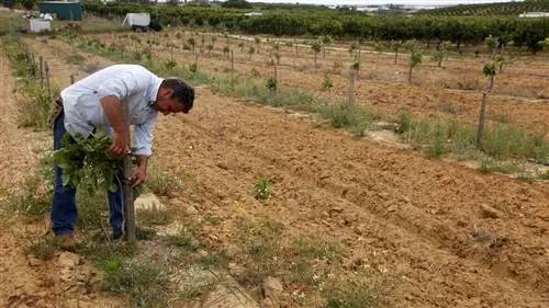 виды обрезки фисташки