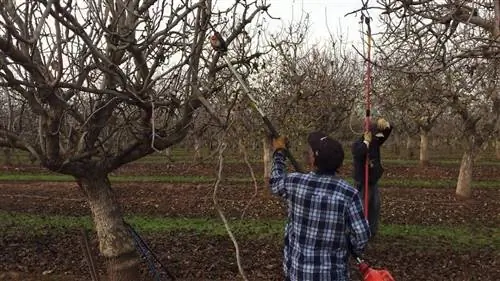 обрезка фисташек